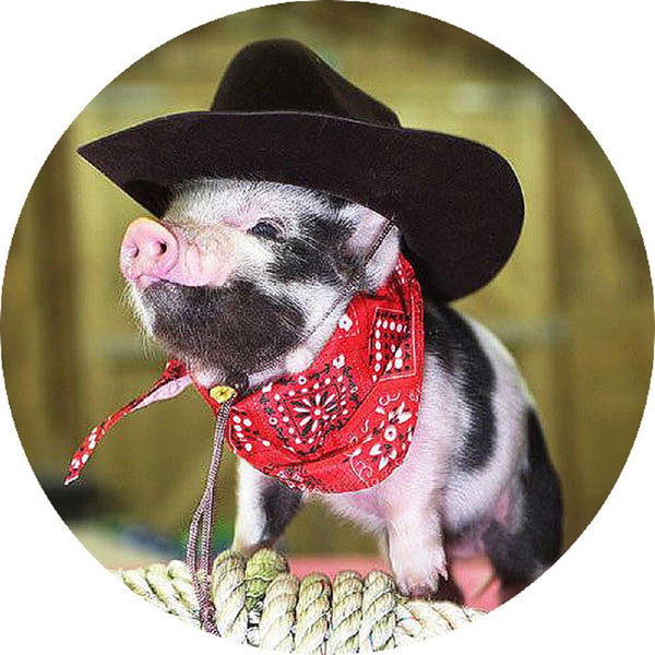Rodeo Pig Snap