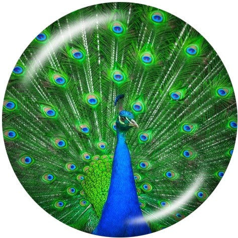 Peacock Closeup Snap